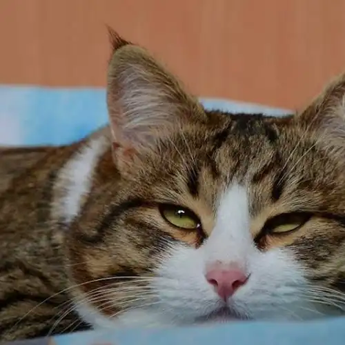 原创这只猫咪虽然只有两条腿但它凭借丰富的表情包圈粉无数