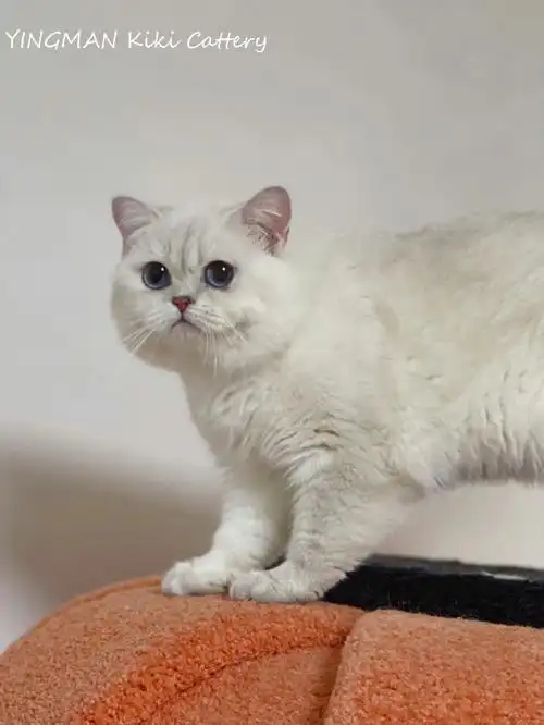 母猫必须打全疫苗 剪指甲#太原  #猫舍  #银 点 #英