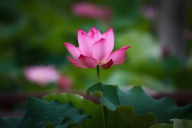 山青水秀荷花美(新化槎溪镇杨家边荷花园)