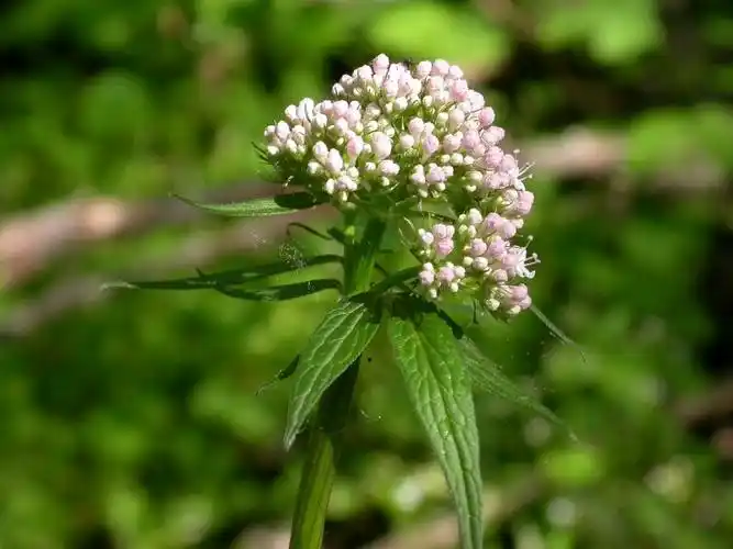 日月峡中草药:缬草