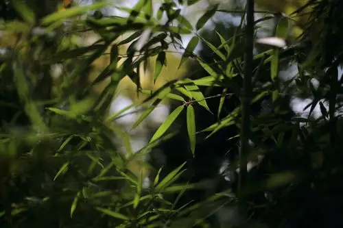 好多的竹子,绿色的祝福.