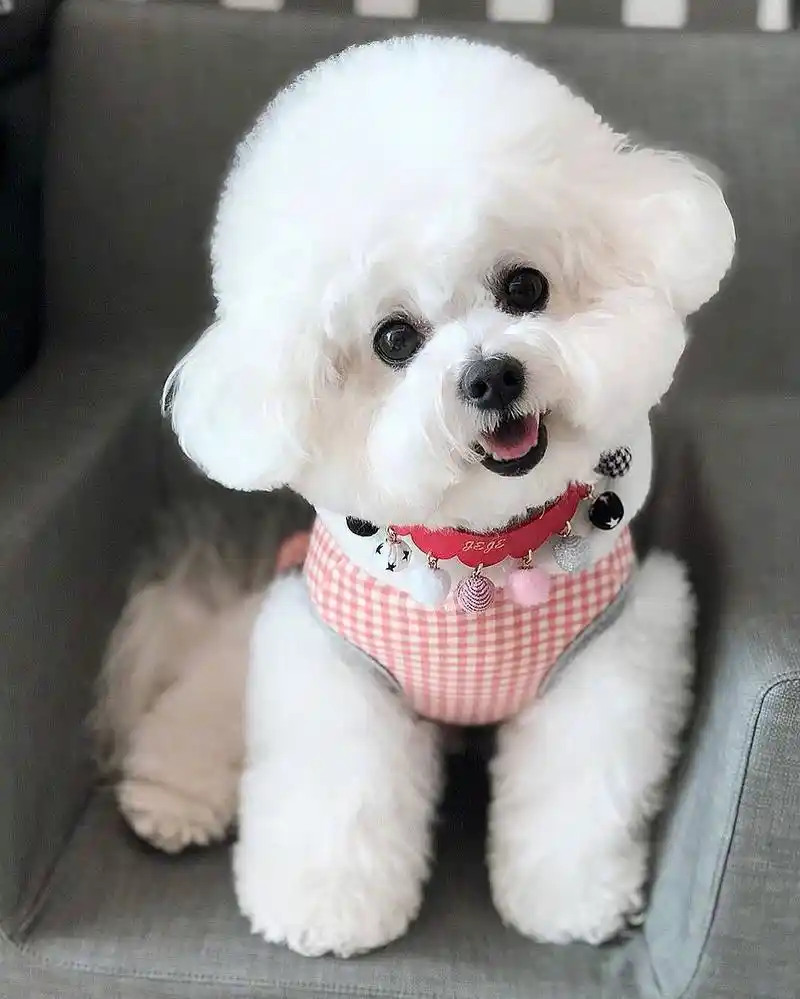 比熊互助交流群