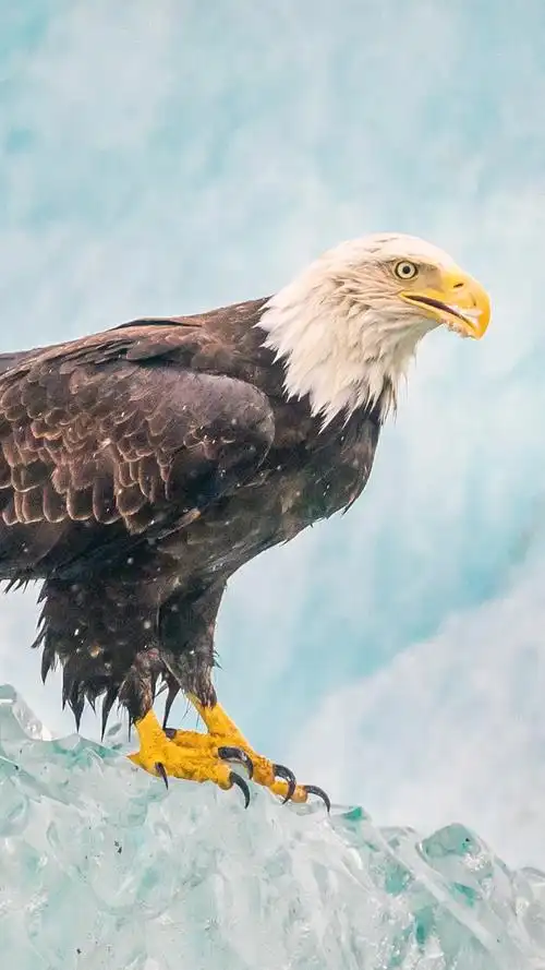 鹰,冰,喙 iphone 壁纸