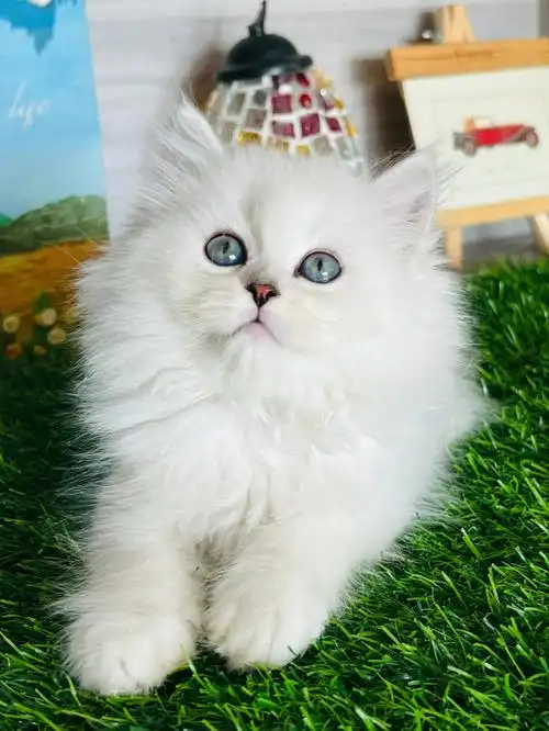 猫  #猫咪  #猫舍  #金吉拉猫  #西安猫舍  #西安猫咪领养  #西安猫