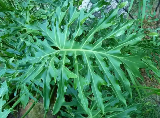 植株美观大方,茎叶细长而挺拔,深裂羽状的大叶子,在阳光的照射下显得