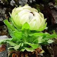 冰山雪莲图片唯美头像_微信头像图片大全