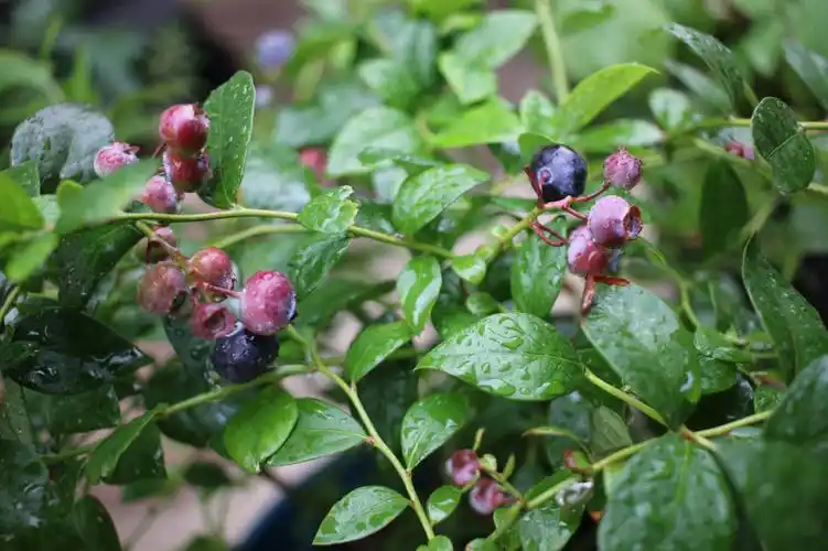 蓝莓成熟了