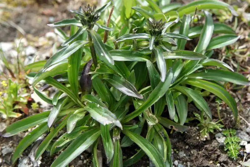其实它就是在农村山坡草地,路边,河滩,灌丛中,林缘及林下,草甸常见的