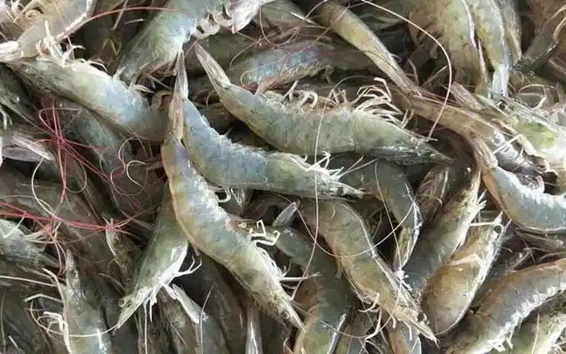 一,物种论述南美白对虾是重要的食用虾类,别称凡纳对虾,白肢虾,白对虾