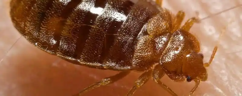 书虱会爬人耳朵里吗