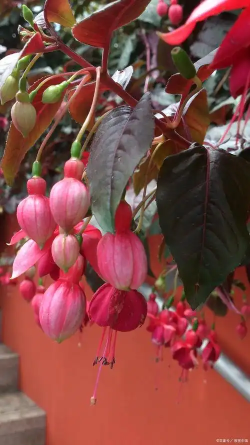 大叶海棠花的扦插方法