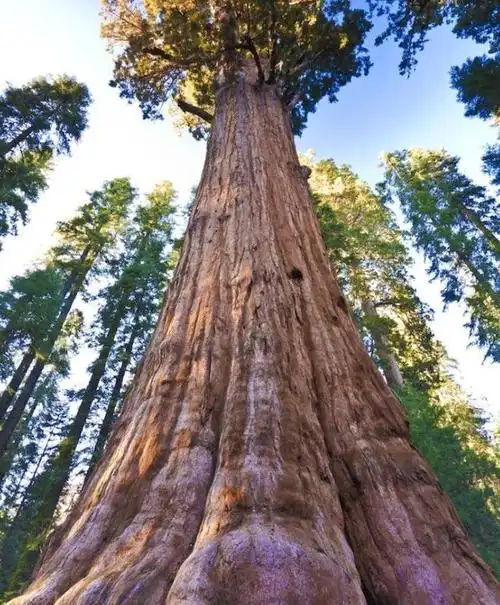 全球最大的树,有3500多年历史,直径达11米,需20人环抱才能抱住_世界