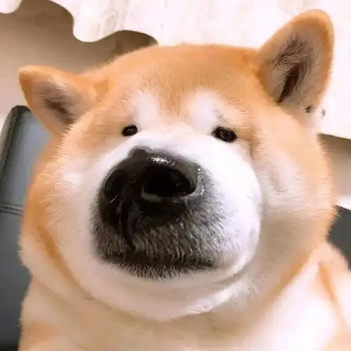 头像有你喜欢的憨憨吗