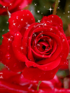 花瓣--雨采集到动态植物 风景 花朵 闪图闪字 .