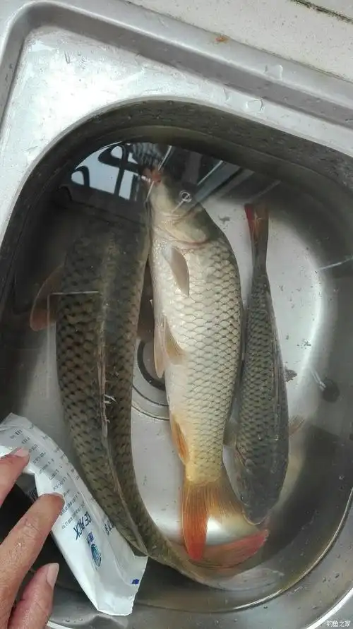 双休没空钓鱼,发以前渔获 老鬼饵料钓鲤鱼