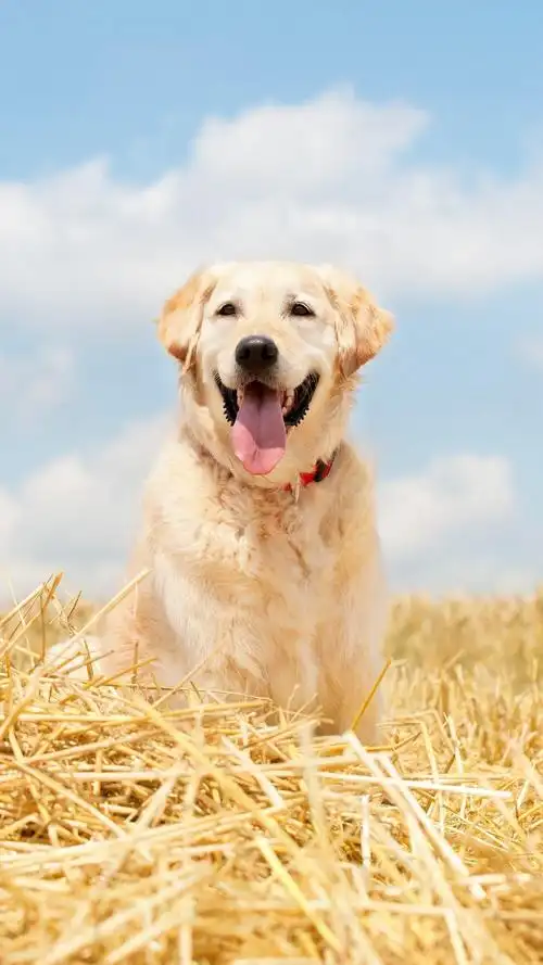 温柔的金毛犬,高清图片,手机壁纸