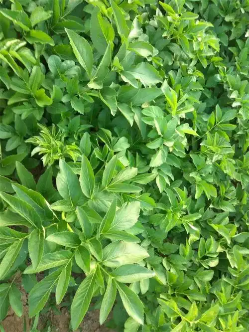 白芷种植成本 黔南白芷种植 亳州市凡一中药材种植