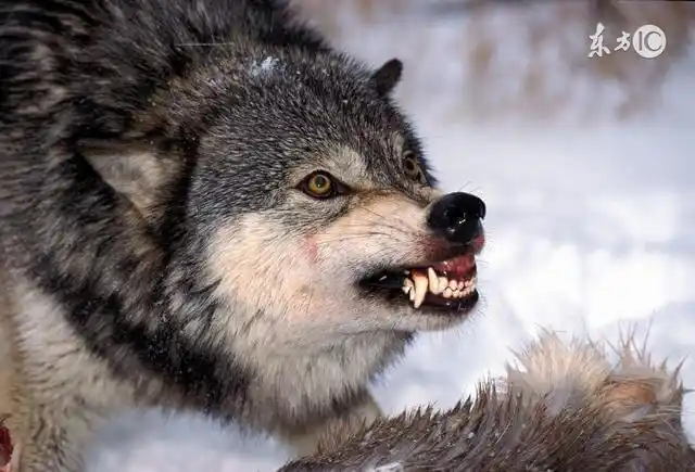 猎人冒死救独眼狼,2年后遭狼追杀,狼咬死猎人后原地等死