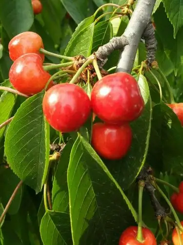 陕西礼泉裴寨乌克兰大红樱桃全系陆续上市了