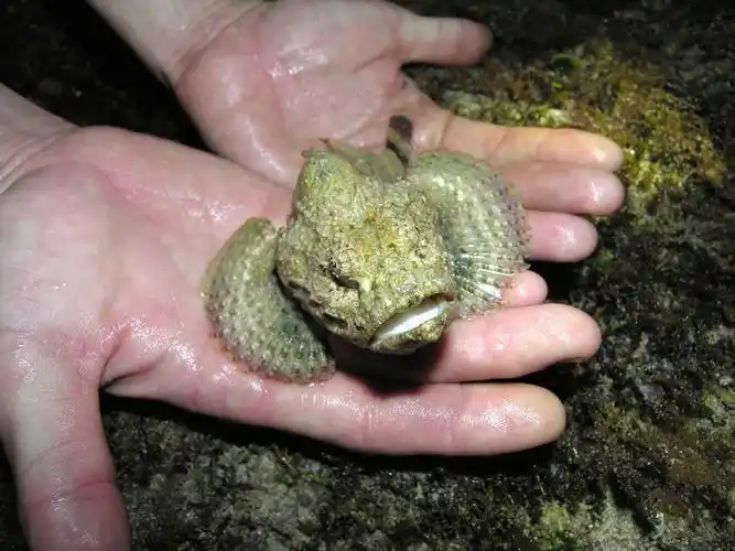 *欢迎读者补充此物种资讯,特别欢迎提供照片及同种异名*