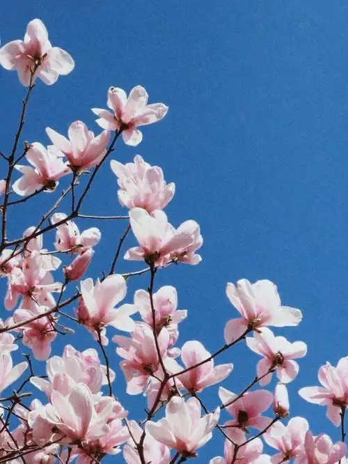 春天到了 玉兰花开了