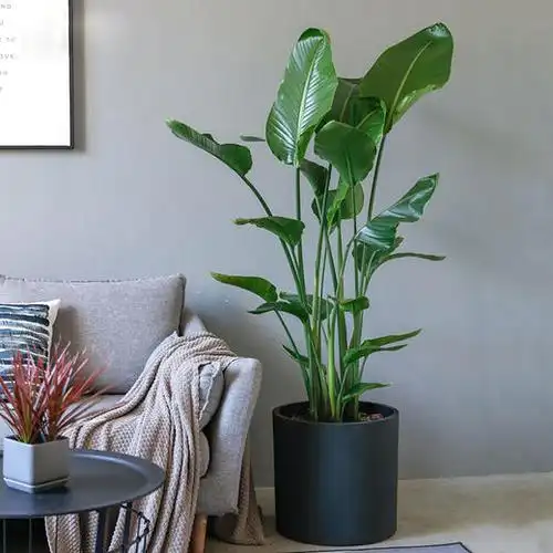 天堂鸟鹤望兰绿植盆栽植物盆栽室内办公室鹤望兰大型绿植开业盆景北欧