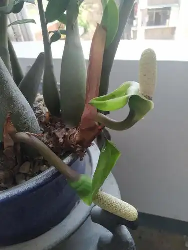 金钱树开花典型的佛焰苞