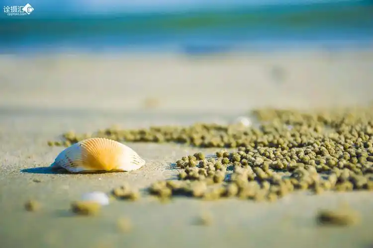 海边贝壳