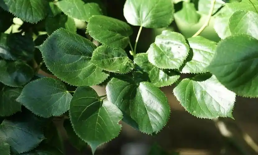 心叶椴(椴树科椴树属植物)_酷米之家