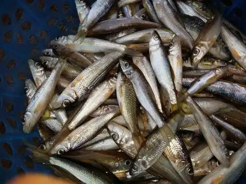 lism东江小河鱼沙丁鱼新鲜万绿湖河鲜生鲜客促销原生态3斤份