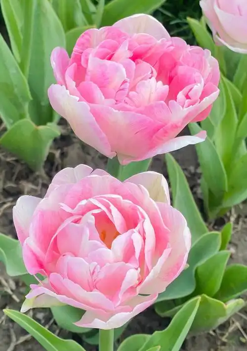 粉嫩的郁金香花