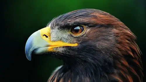 鸟萌宠猛禽老鹰眼神犀利萌宠动物壁纸