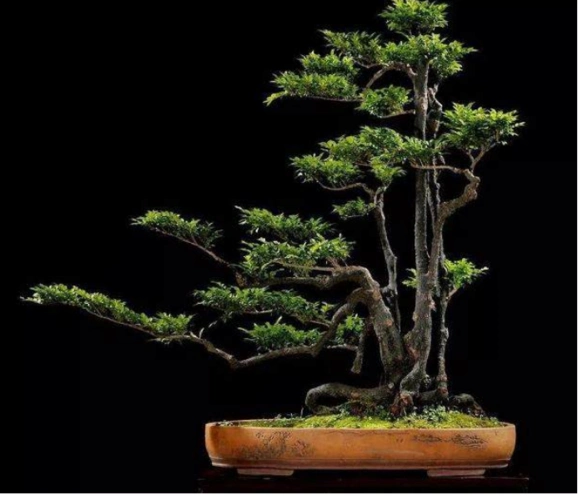 具有东方魅力的黑骨香