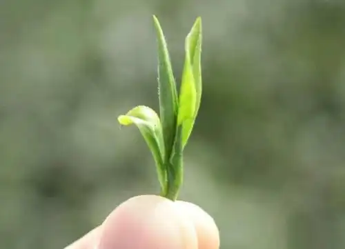 小喜年-全芽头的福建名茶,你知道是什么茶吗?三分钟了解它