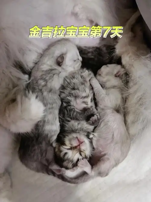 记录金吉拉宝宝第7天