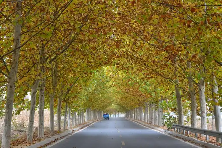 莱芜最美乡村公路——茶业口镇法桐大道