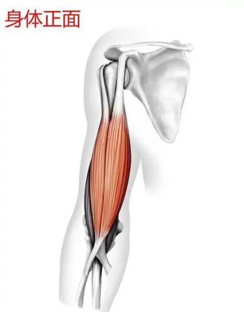 新手进阶肱二头肌的二头指什么如何影响手臂宽度和厚度
