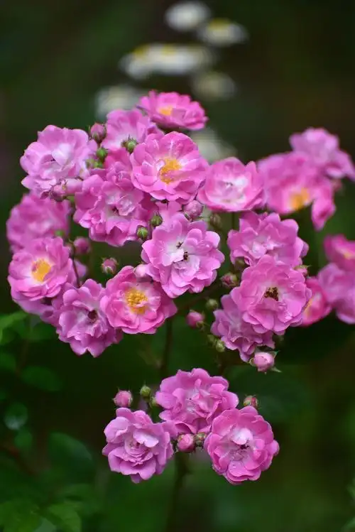 粉红蔷薇花开好美