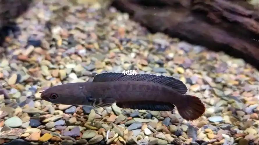 奶茶雷龙的蒙眼