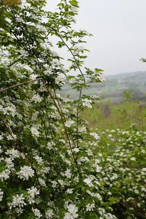 单瓣白木香,摄于四川自贡. 咫尺 图城市里最常见的木香花,重瓣.