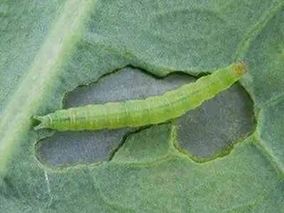 芥菜菜蛾的防治