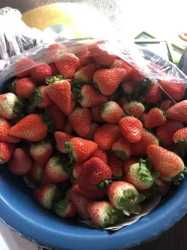 浙江三线城市这么一大盆草莓多少钱?水果利润那.
