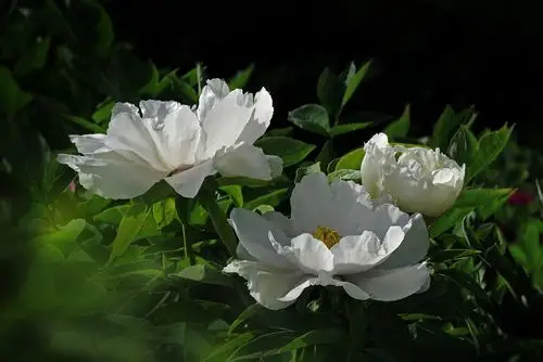 纯洁唯美的象征——白牡丹