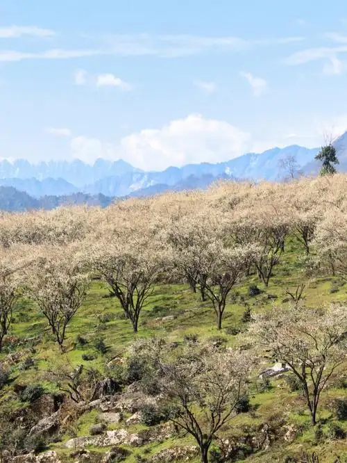 面积很大,晴天下的乌梅还能再赏一周!
