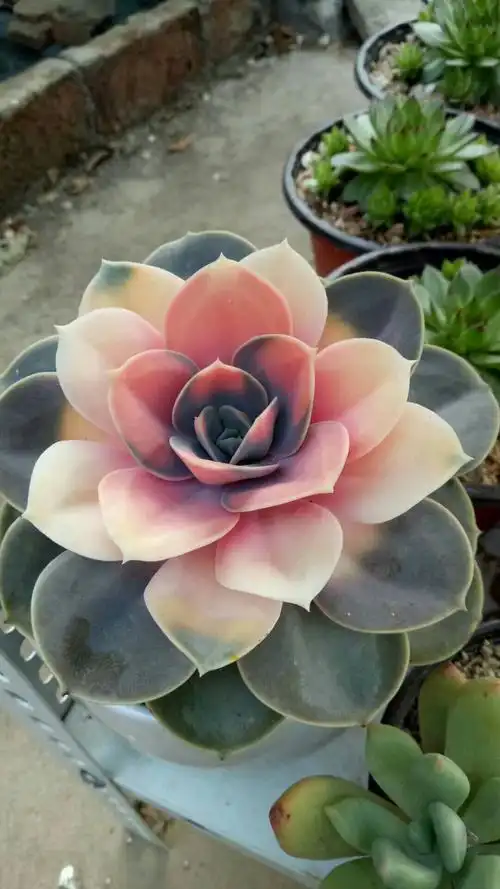 救活的药锦紫珍珠!