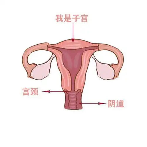 宫颈如果生病了,最可怕的应该就是"宫颈癌"了吧