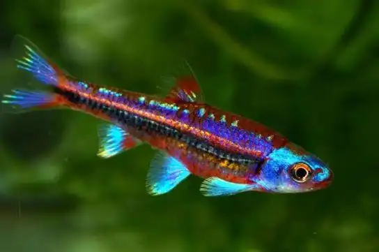 冷水鱼有哪些品种小型冷水鱼有哪些品种