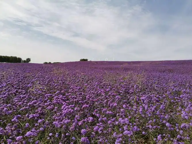 姐妹薰衣草庄园一日游