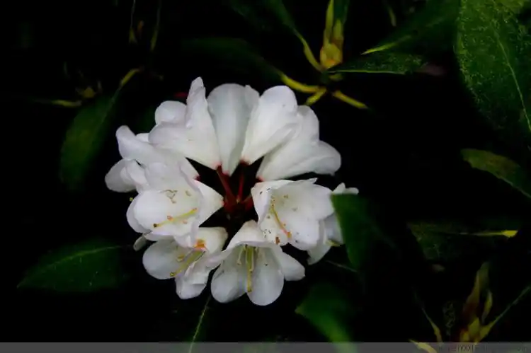 《丹麦国花——冬青花》
