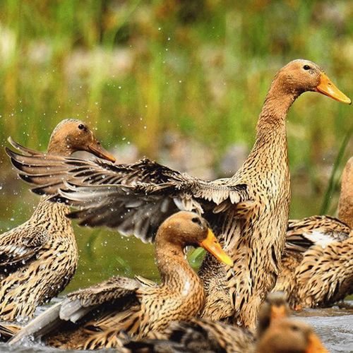 土鸭散养老鸭鸭子农家正宗三年农村新鲜麻鸭鸭肉